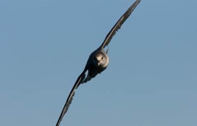 Northern Fulmar, dark morph, Kongsfjorden 060723b.jpg