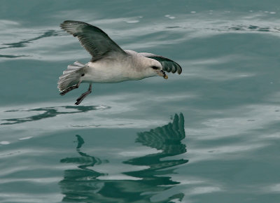 Northern Fulmar, intermediate, Leifdefjorden 060722.jpg