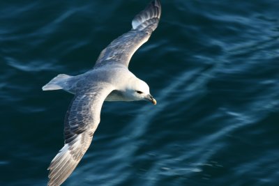 Northern Fulmar, light morph, Kongsfjorden 060723c.jpg