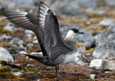 Parasitic Skua, Graveneset, Magdalenefjorden 060721.jpg