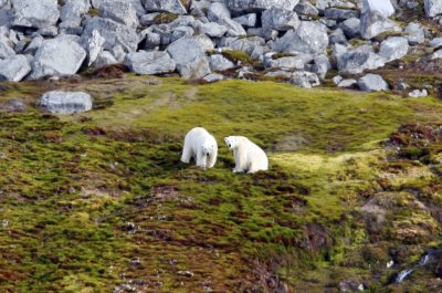 Polar bear, a, younger animals, Magdalenefjorden 060721.jpg