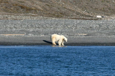 Polar bear, older animal, Mushamna 060722.jpg