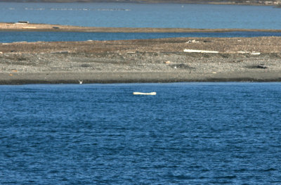 Polar bear, older animal, Mushamna, b 060722.jpg