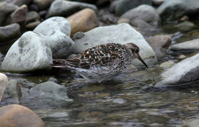 Purple Sandpiper, Bjrndalen 060726.jpg