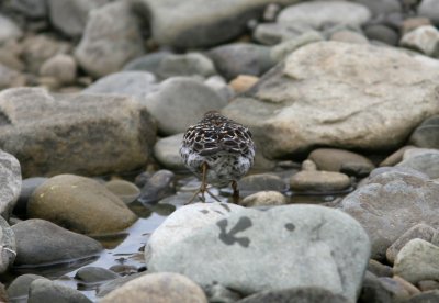 Purple Sandpiper, Bjrndalen 060726d.jpg