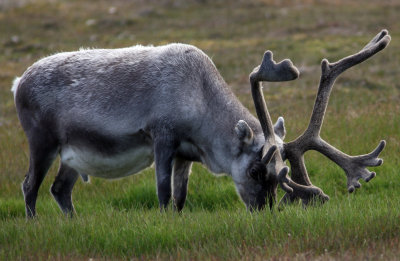 Reindeer, Adventdalen 060725.jpg