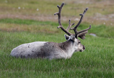 Reindeer, Adventdalen 060725b.jpg