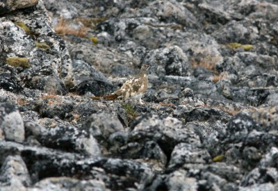 Rock Ptarmigan, Bockfjorden 060722.jpg