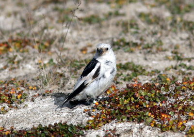 Snow Bunting, ad male, LYB 060725.jpg