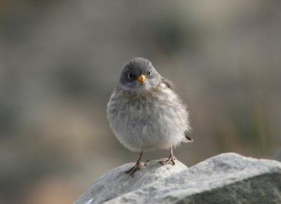 Snow Bunting, juv, LYB 060724b.jpg