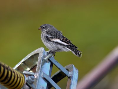 Snow Bunting, juv, Mine no 7, Adventdalen  060725.jpg