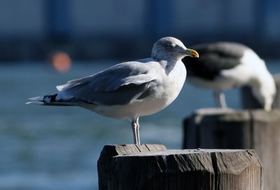 13, NY 9q American Herring Gull adult winter, Pier 17.jpg