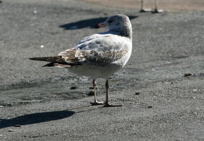 13, NY 9qa Ring-Billed Gull, first winter, Pier 17.jpg
