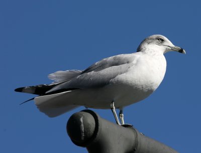 13, NY 9qc, Ring-Billed Gull adult winter, Pier 17.jpg