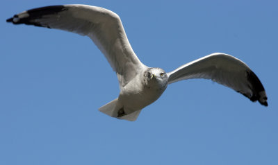 13, NY 9qd, Ring-Billed Gull adult winter, Pier 17.jpg