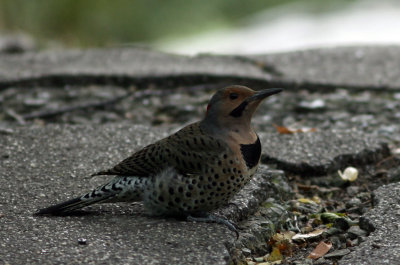 14, NY 9d Common Flicker, Yellow shafted race, Central Park.jpg
