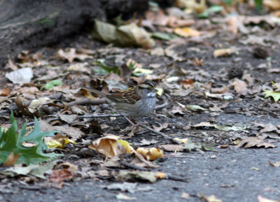 14, NY 9g White-throated Sparrow, male, Central Park.jpg