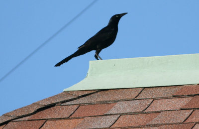 17, T 1e Great-Tailed Grackle, male, Sweetwater.jpg