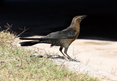 17, T 1z Great-tailed Grackle, female, back in Sweetwater.jpg