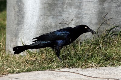 17, T 1 Great-tailed Grackle, male, Sweetwater.jpg