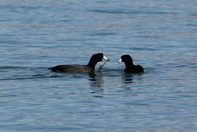 20, N 1o Courtship at Lake Mead, American Coot.jpg