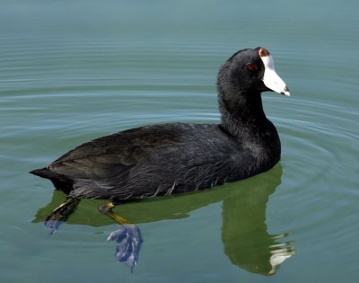 20, N 1p Close up on the  American Coot.jpg