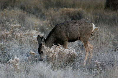 22, U2e Roe Deer, Bryce Canyon.jpg