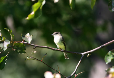 14, NY 8 Eastern Phoebe, juv, Central park.jpg