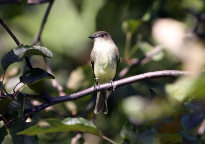 14, NY 9 Eastern Phoebe, juv, Central park.jpg