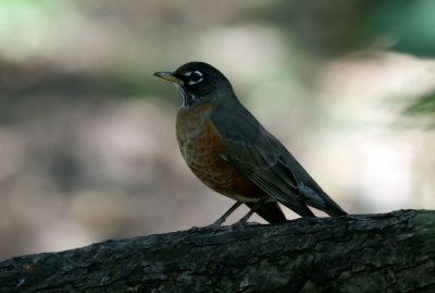 14, NY 9a  American Robin, Central Park.jpg