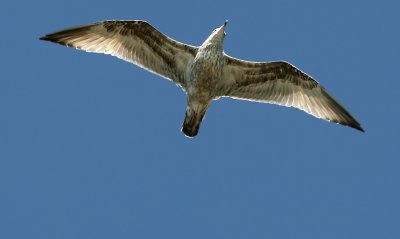 birds_and_other_stuff_usa_oct_06