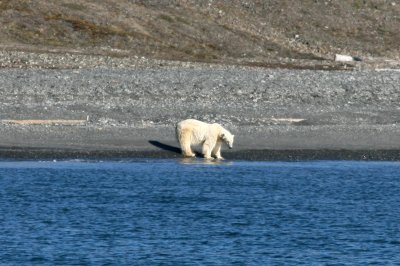 0722 6zb Polar bear, older animal, Mushamna .jpg