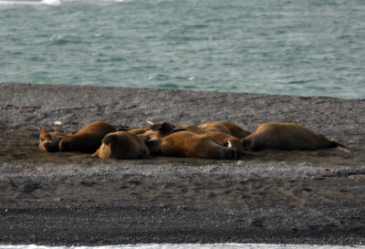 Walrus, Moffen Island 060722.jpg