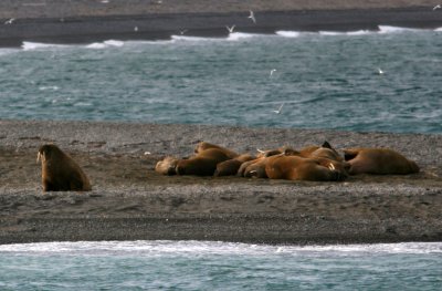 Walrus, Moffen Island 060722b.jpg