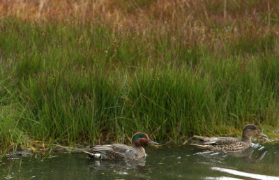 0727 13ab Common Teal, LYB airport .jpg
