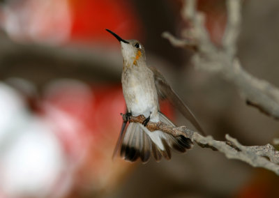  Tumbes Hummingbird, Zapatillo 070205d.jpg