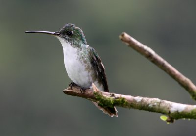 Andean Emerald, Buenaventura 070131b.jpg