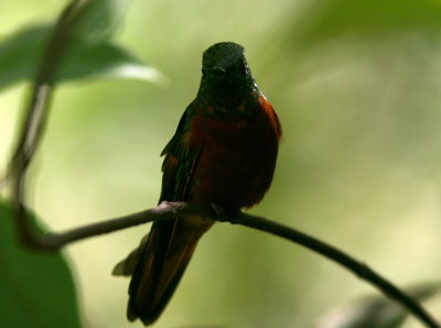 Chestnut-Breasted Coronet, Tapichalaca 070207.jpg