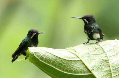 Green Thorntail, females, Buenaventura 070131.jpg