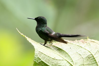 Green Thorntail, male, Buenaventura 070131.jpg
