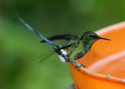 Green Thorntail, male, Buenaventura 070131b.jpg
