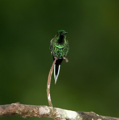 Green Thorntail, male, Buenaventura 070202.jpg