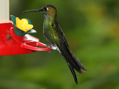 Green-Crowned Brilliant, male, Buenaventura 070131b.jpg