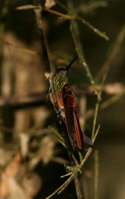 Rainbow Starfrontlet, female, Utuana 070204.jpg