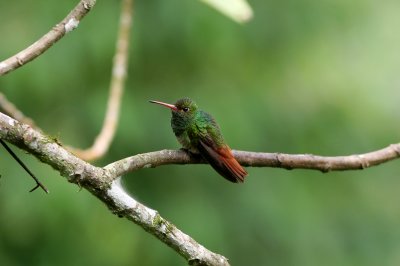 Rufous-Tailed Hummingbird, Buenaventura 070131 .JPG