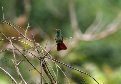Rufous-Tailed Hummingbird, Buenaventura 070131c .JPG