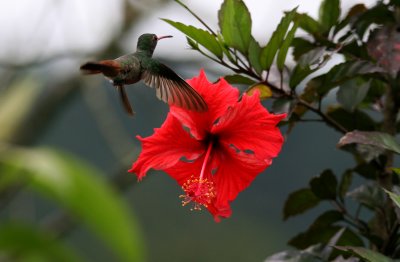 Rufous-Tailed Hummingbird, Buenaventura 070131d .JPG