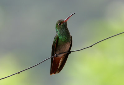 Rufous-Tailed Hummingbird, Buenaventura 070131e .JPG