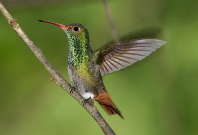 Rufous-Tailed Hummingbird, Buenaventura 070131f .JPG