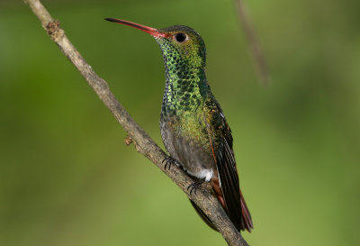 Rufous-Tailed Hummingbird, Buenaventura 070131g .JPG